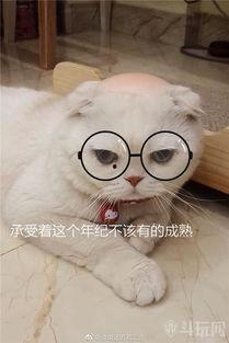 刘二豆与娱乐吃瓜君,揭秘娱乐圈背后的故事